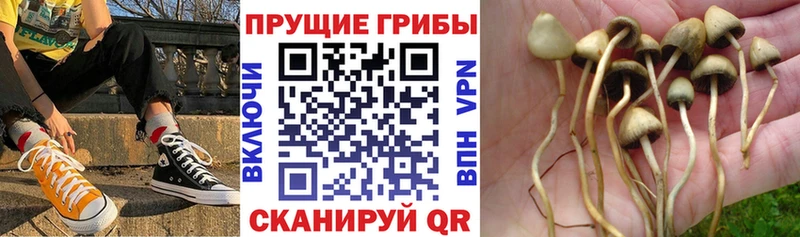 что такое   дарк нет Telegram  Псилоцибиновые грибы Cubensis  Петушки 